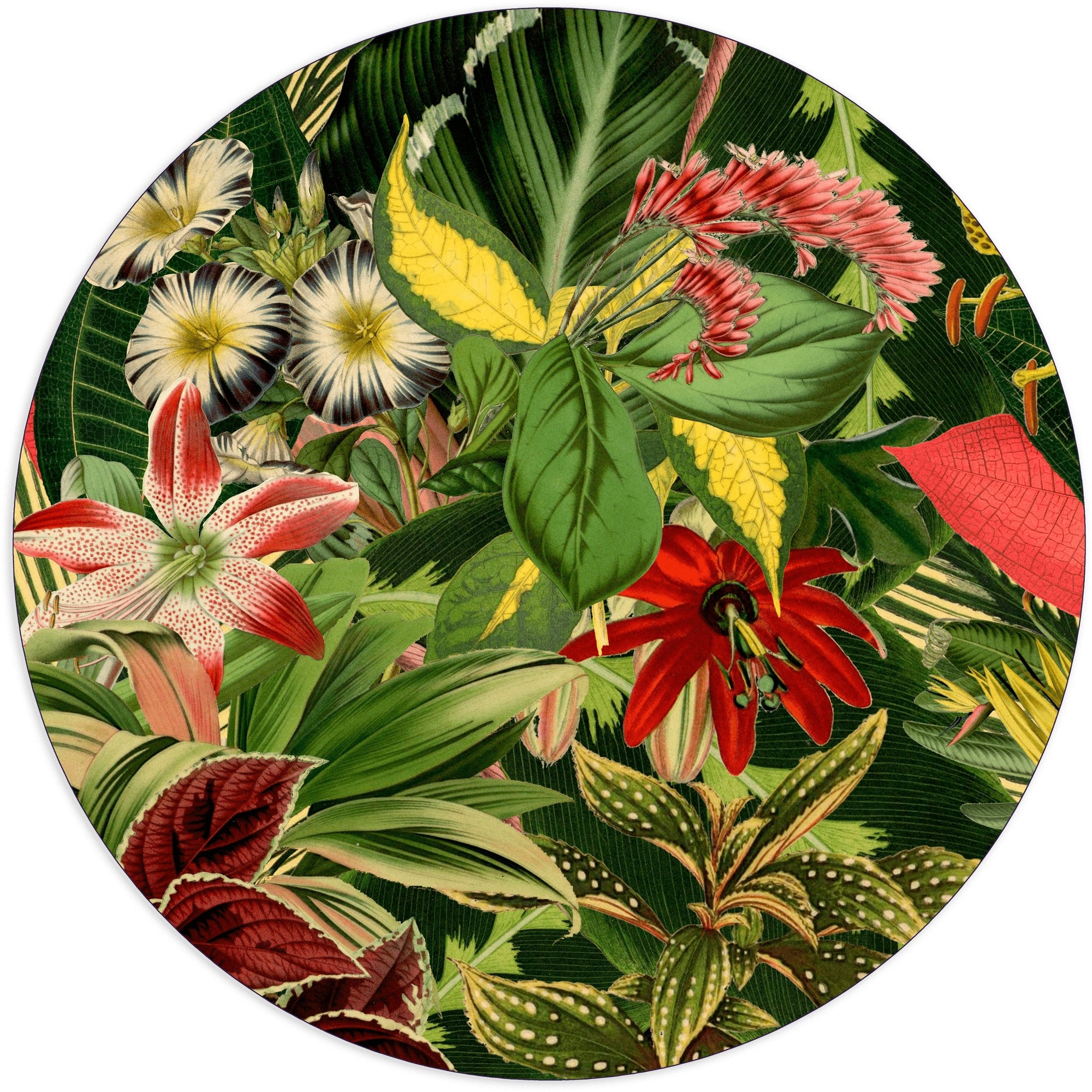 Herbarium of Extinct Plants - Curated - Rugs - Moooi Carpets