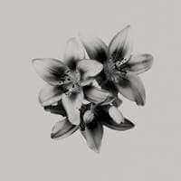 New Pollution - Curated - Wallpaper - Wall & Decò