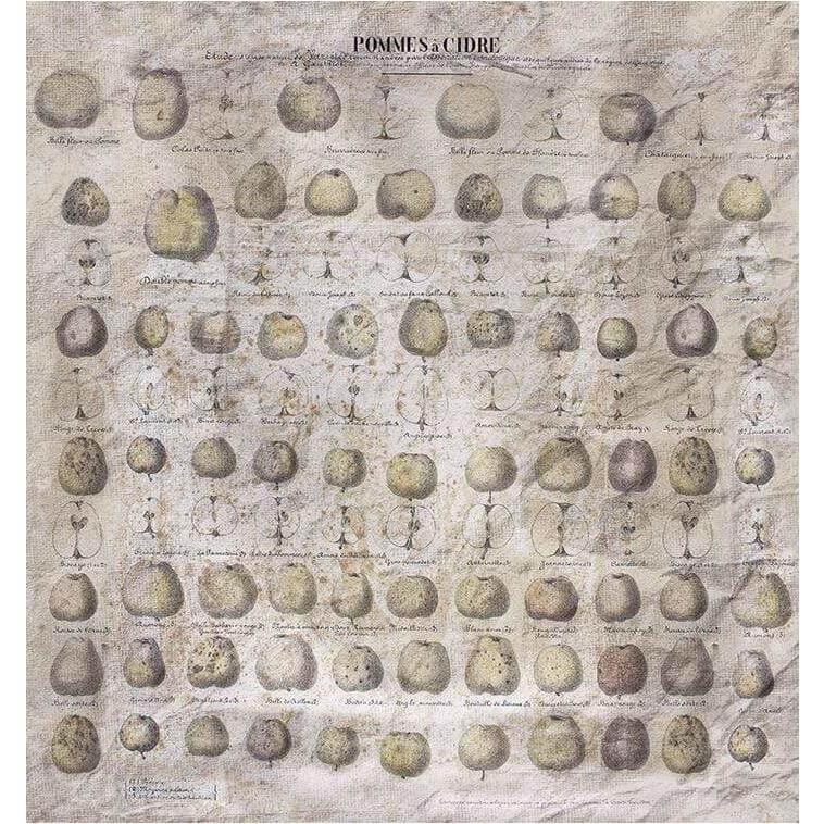 POMMES A CIDRE - Curated - Wallpaper - Wall & Decò