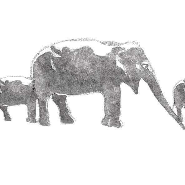 Aqua Elephas - Curated - Wallpaper - Wall &amp; Decò