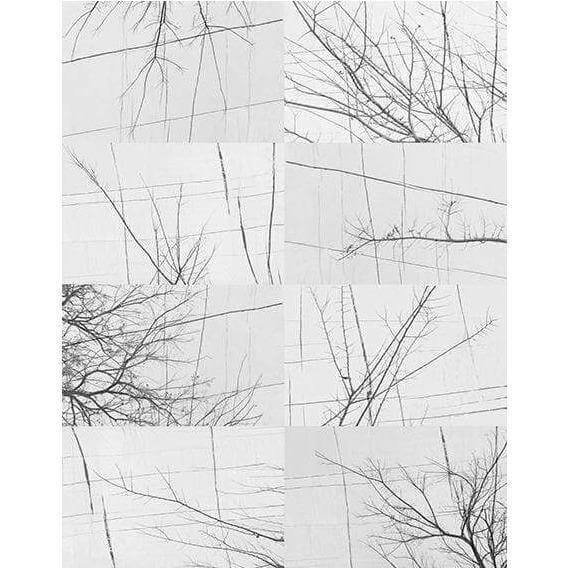 BOIS D&#39;HIVER - Curated - Wallpaper - Wall &amp; Decò