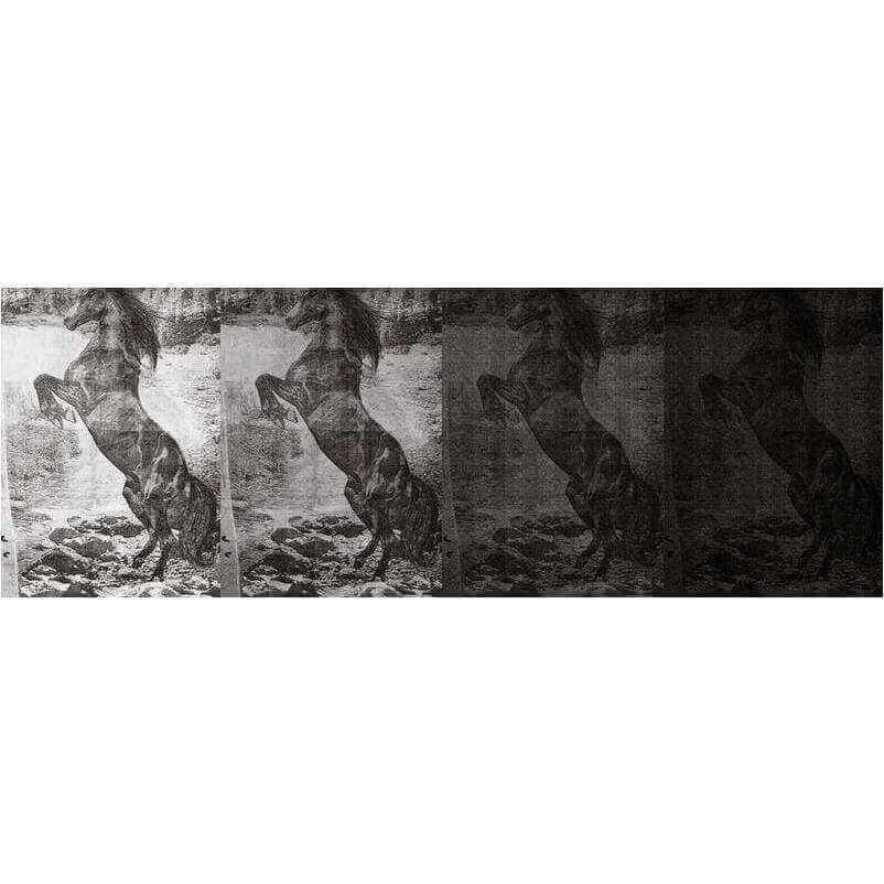 EL CABALLO DE ANDY - Curated - Wallpaper - Wall &amp; Decò