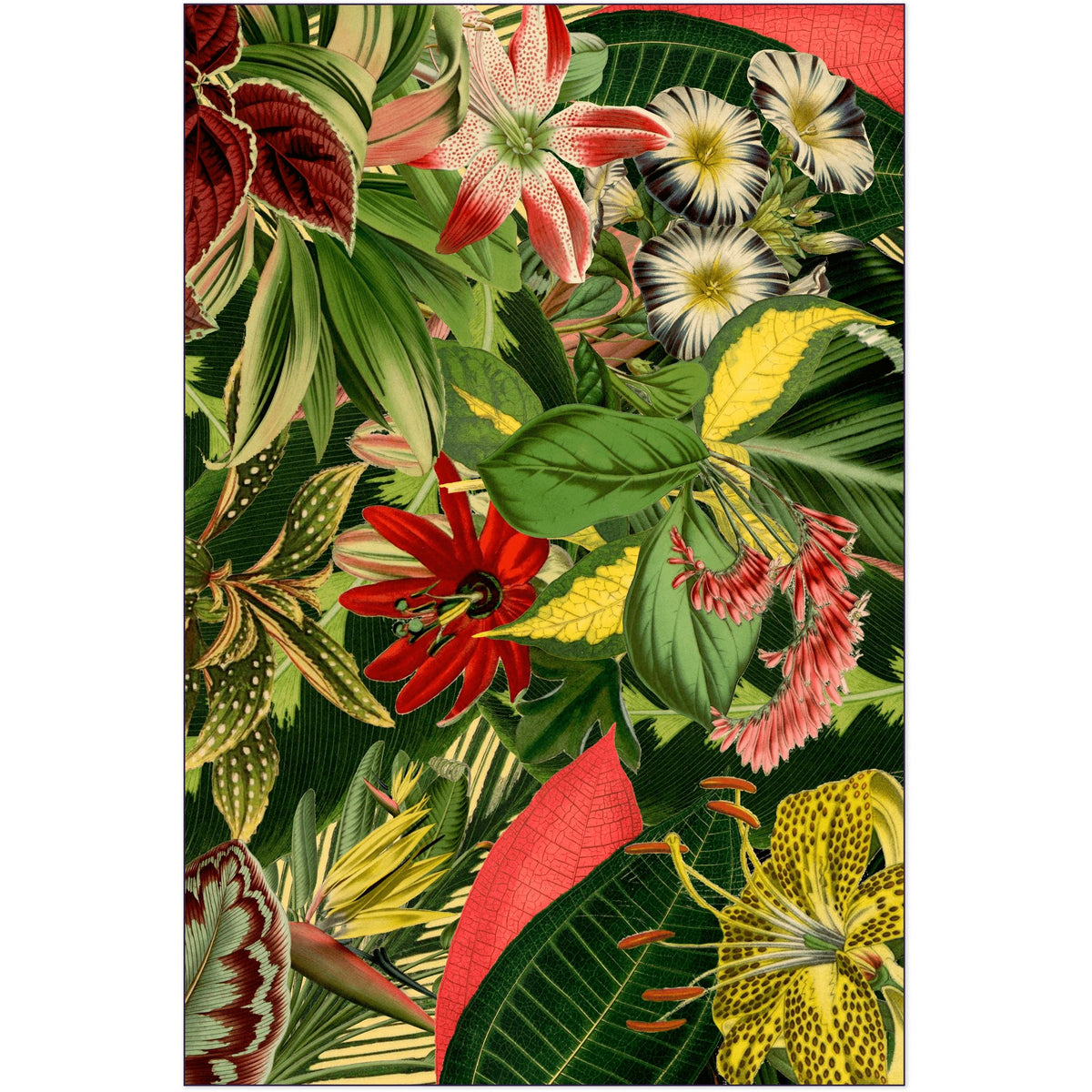 Herbarium of Extinct Plants - Curated - Rugs - Moooi Carpets