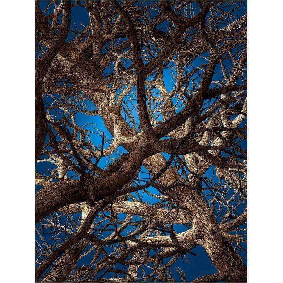 Liquid Maple - Curated - Carpet - Moooi Carpets