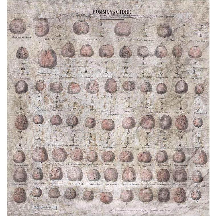 POMMES A CIDRE - Curated - Wallpaper - Wall & Decò