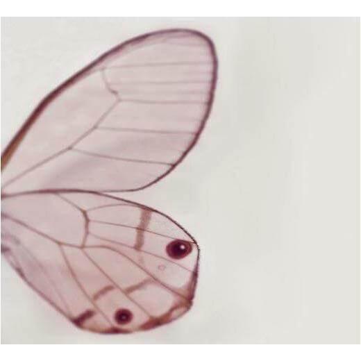 Tiny Wing - Curated - Wallpaper - Wall &amp; Decò