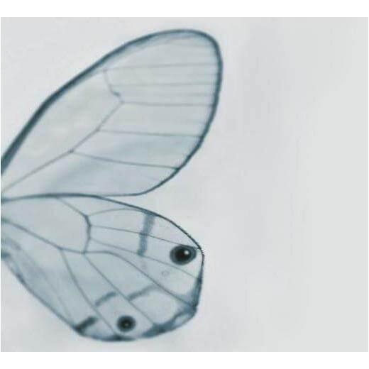 Tiny Wing - Curated - Wallpaper - Wall &amp; Decò