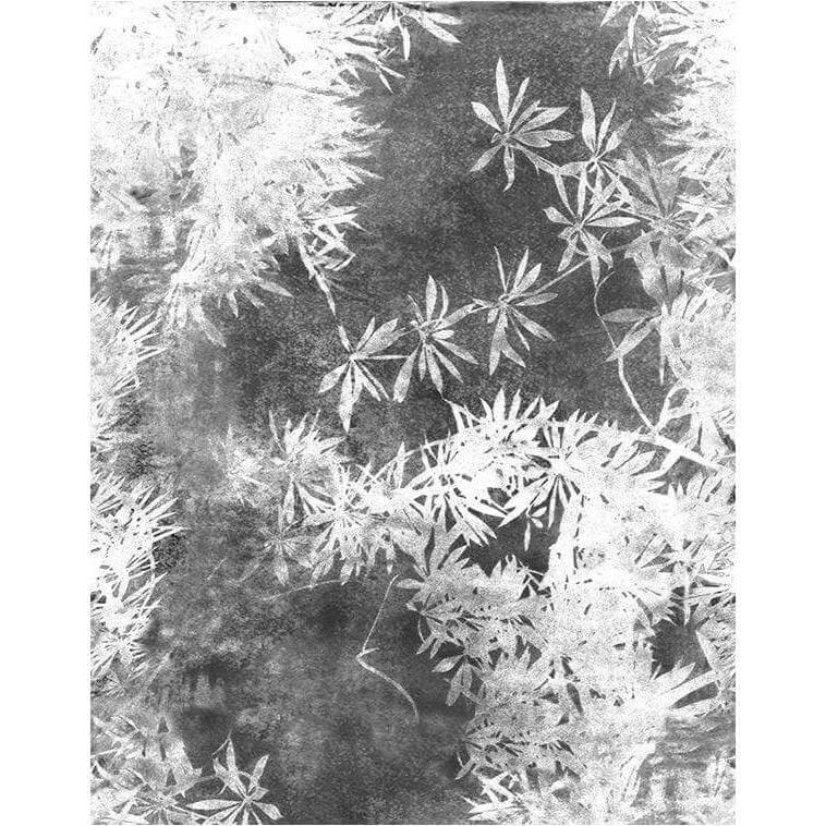 Viridi - Curated - Wallpaper - WDVI1801