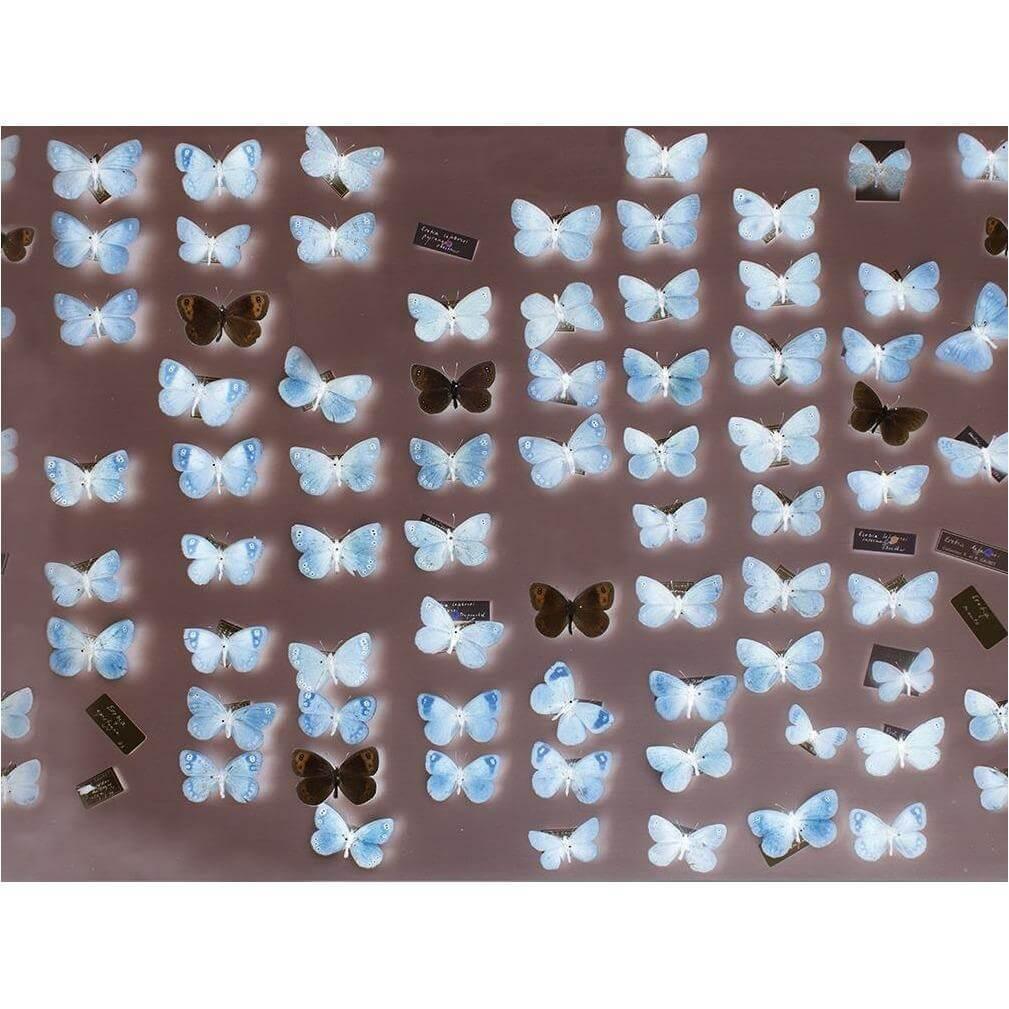 X-Ray - Curated - Wallpaper - Wall & Decò