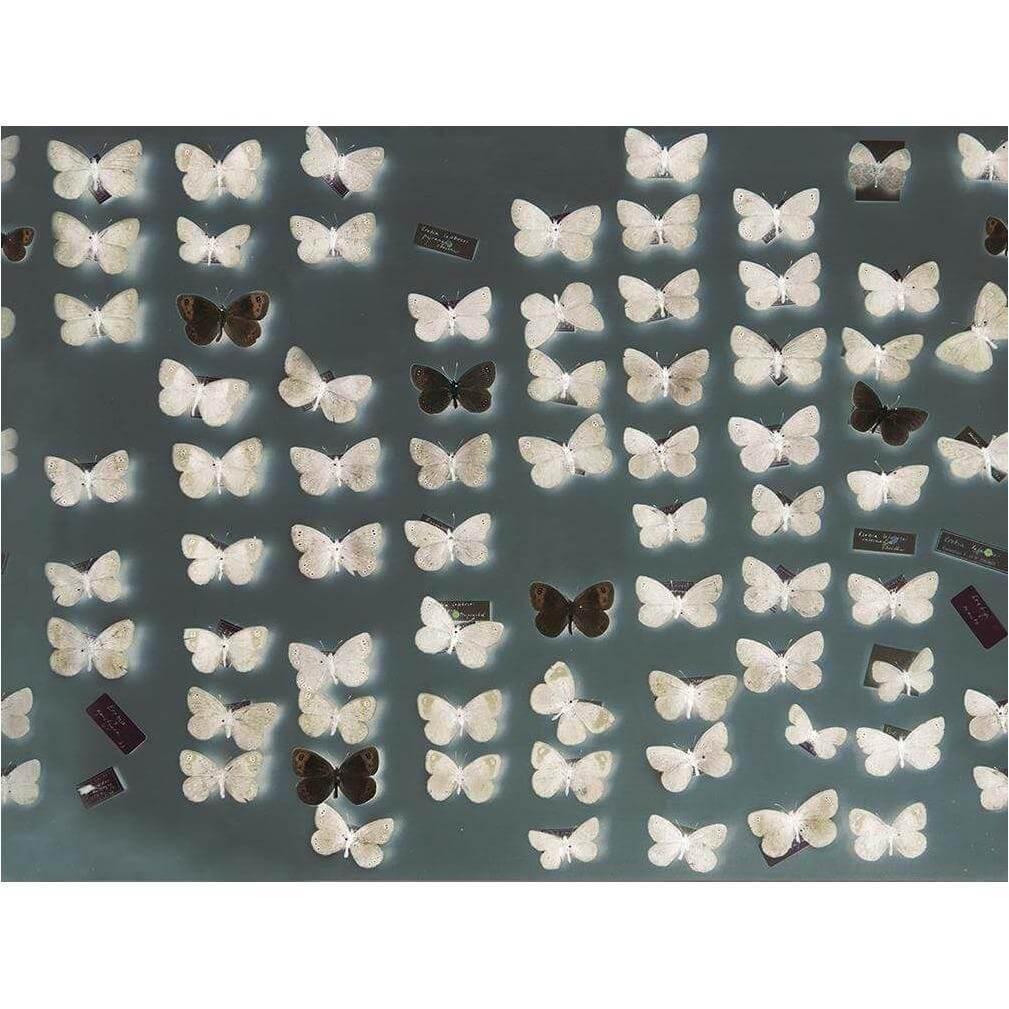 X-Ray - Curated - Wallpaper - Wall & Decò